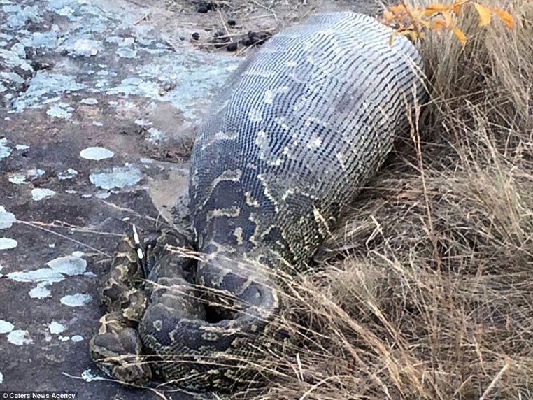 African rock Python eats a 13.8 kg Porcupine and dies
